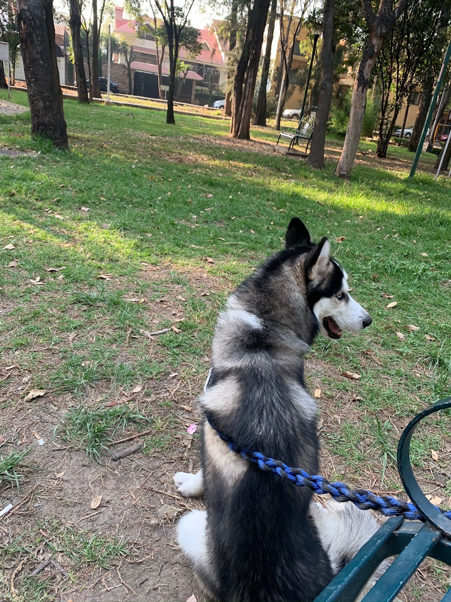 Foto de Mascota